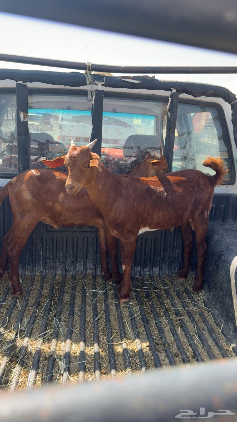 تيوس حص ( تم البيع )64473457293442110