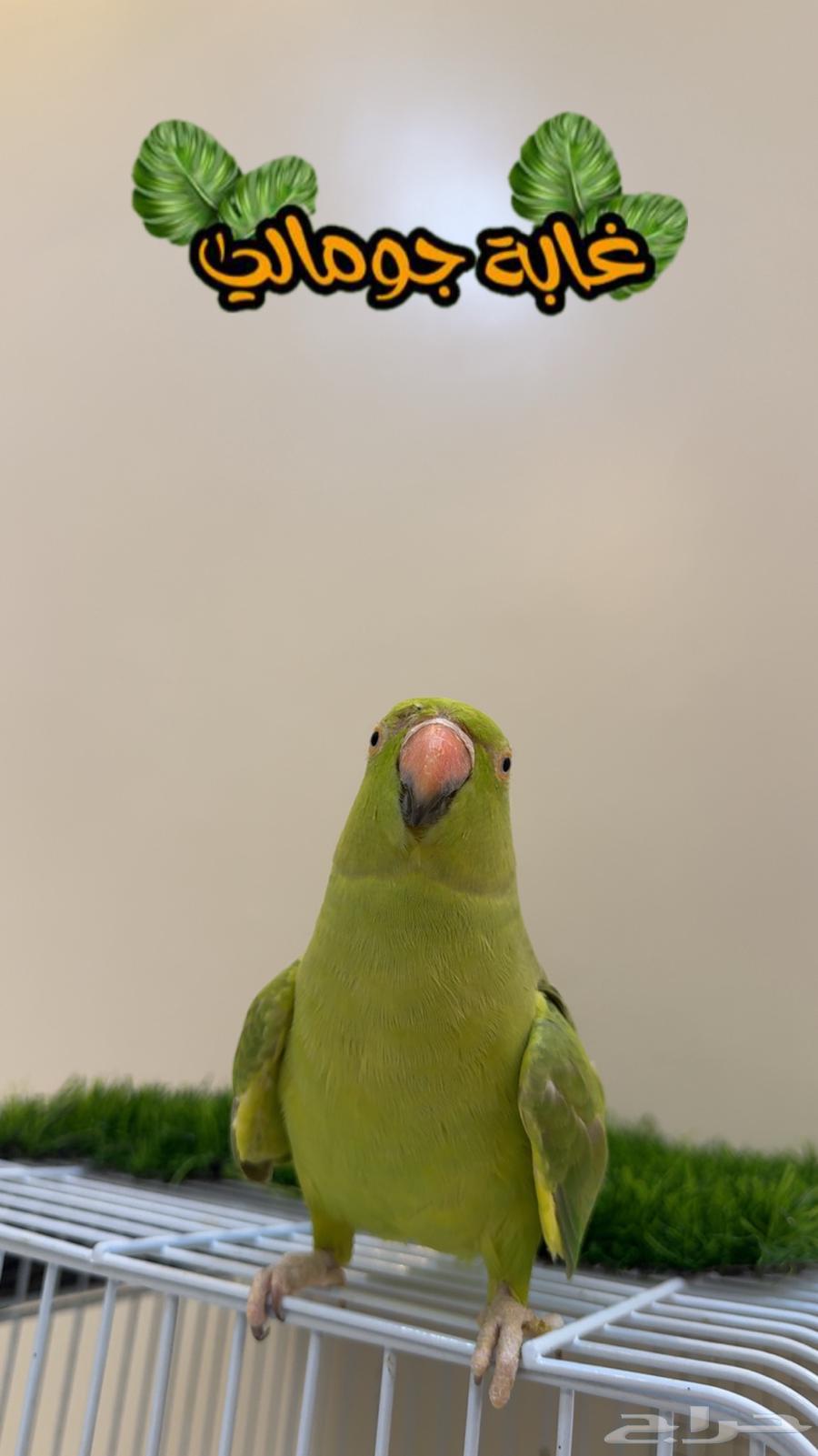 ببغاء دره هندي متكلم ( يوجد تابي وتمارا )64476392816387110
