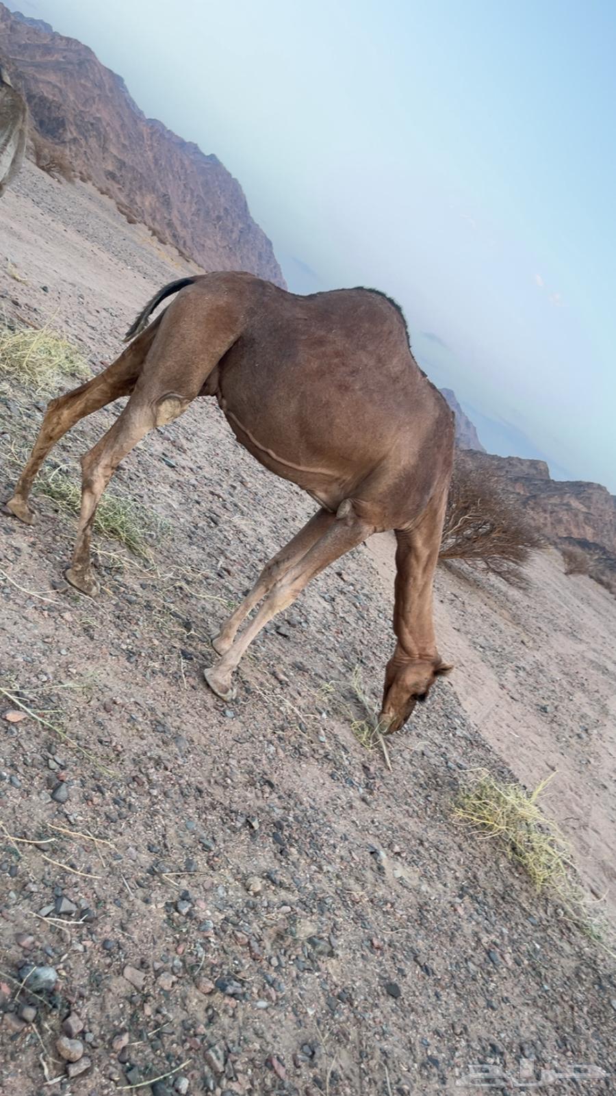 ام ثالث او ام رابع للبيع64473900743938110