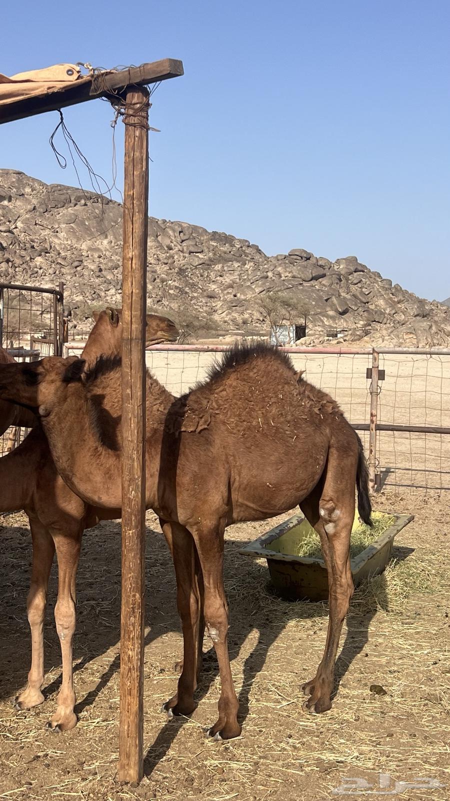 قعدان للبيع64476336821377110