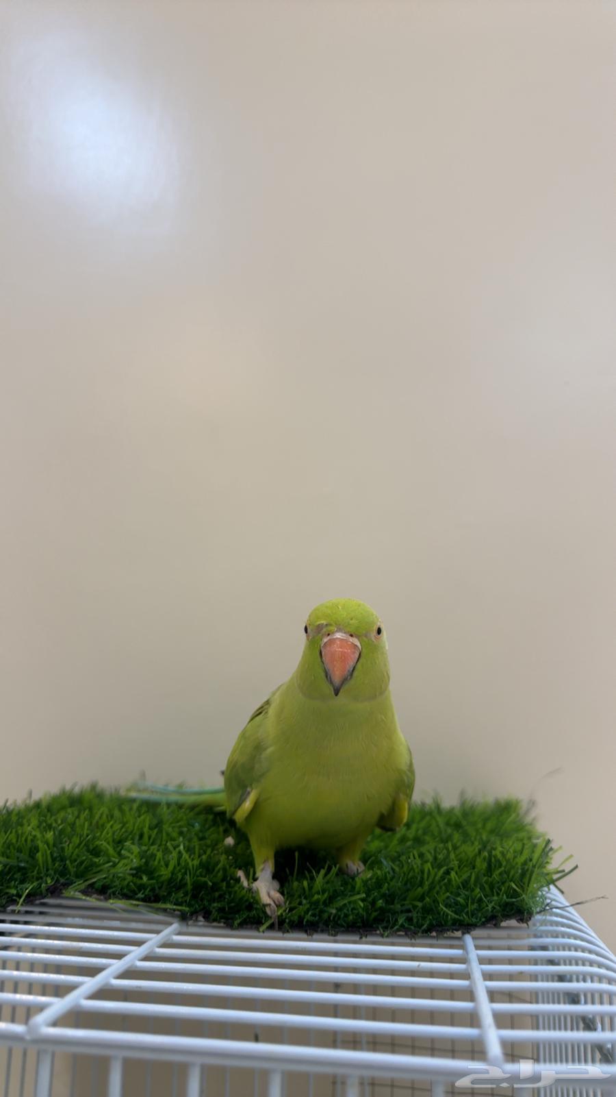 ببغاء دره هندي متكلم ( يوجد تابي وتمارا )64476392816387114