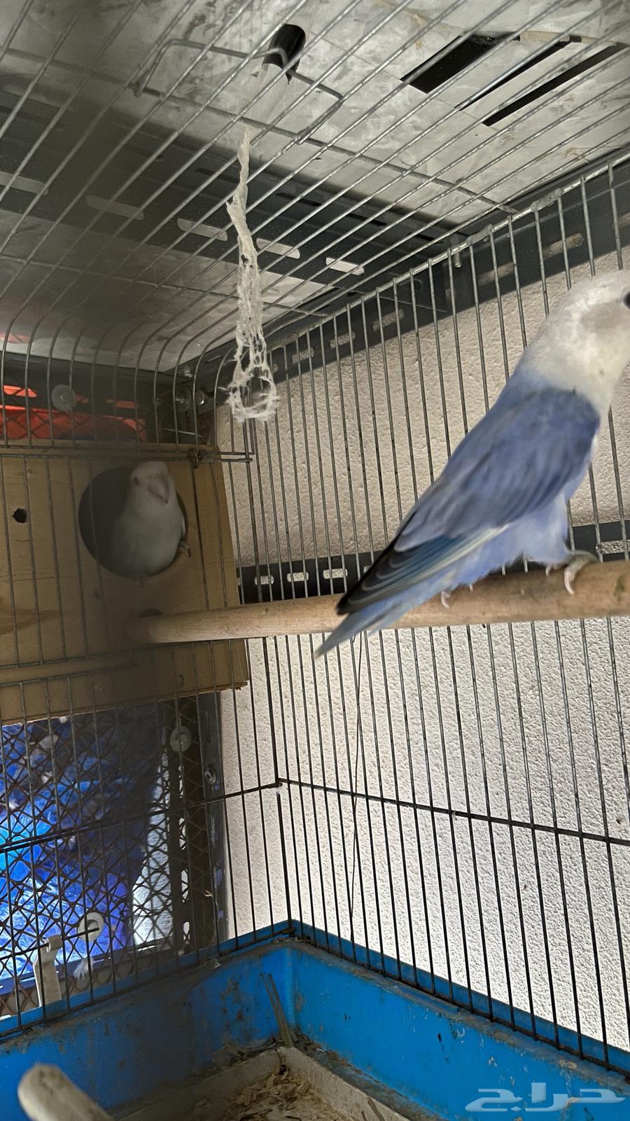 جوز روز محلل تم البيع64478211058945113