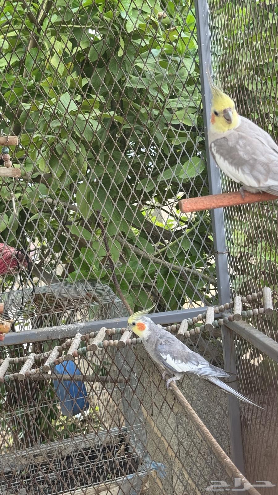 2 ذكور كروان64473997630083111