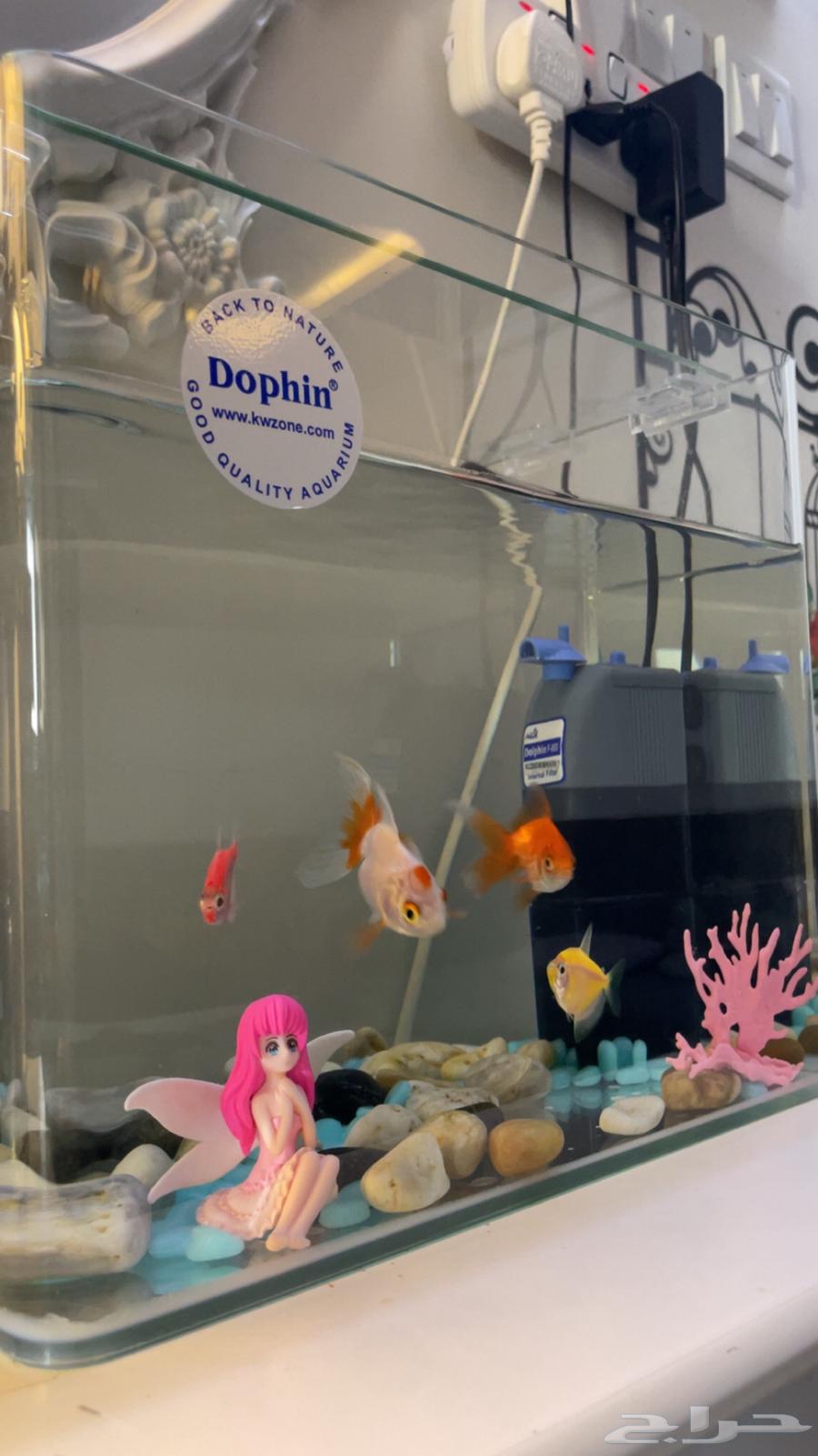 حوض سمك للبيع ب 300 ريال64475777858434110