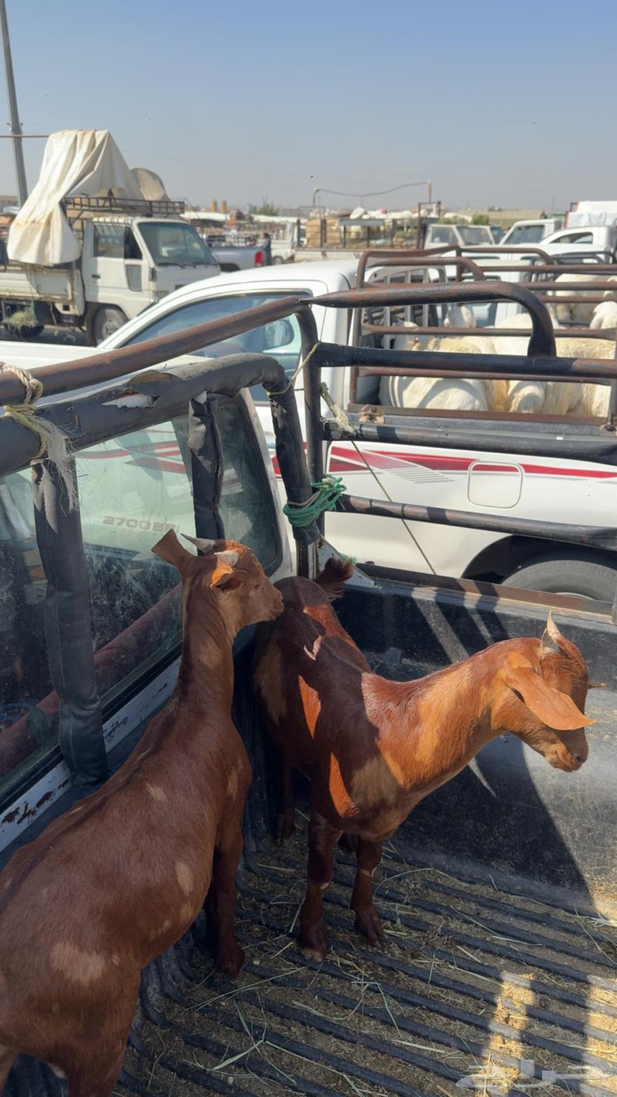 تيوس حص ( تم البيع )64473457293442112