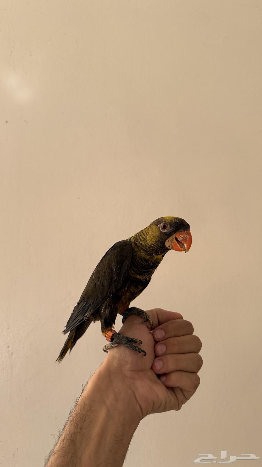 للبيع لوري دسكي نوادر64453613996801111