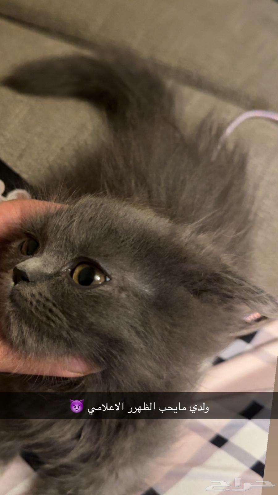 Scottish Fold64478512248194110