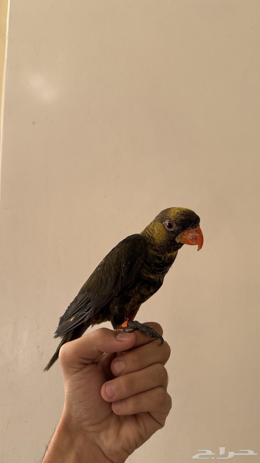 للبيع لوري دسكي نوادر64453613996801113