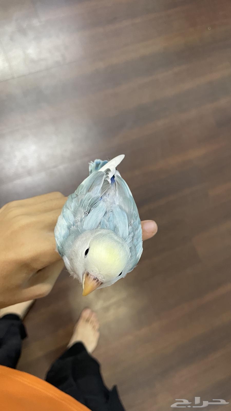 روز مفطوم لون مميز64477590033921111