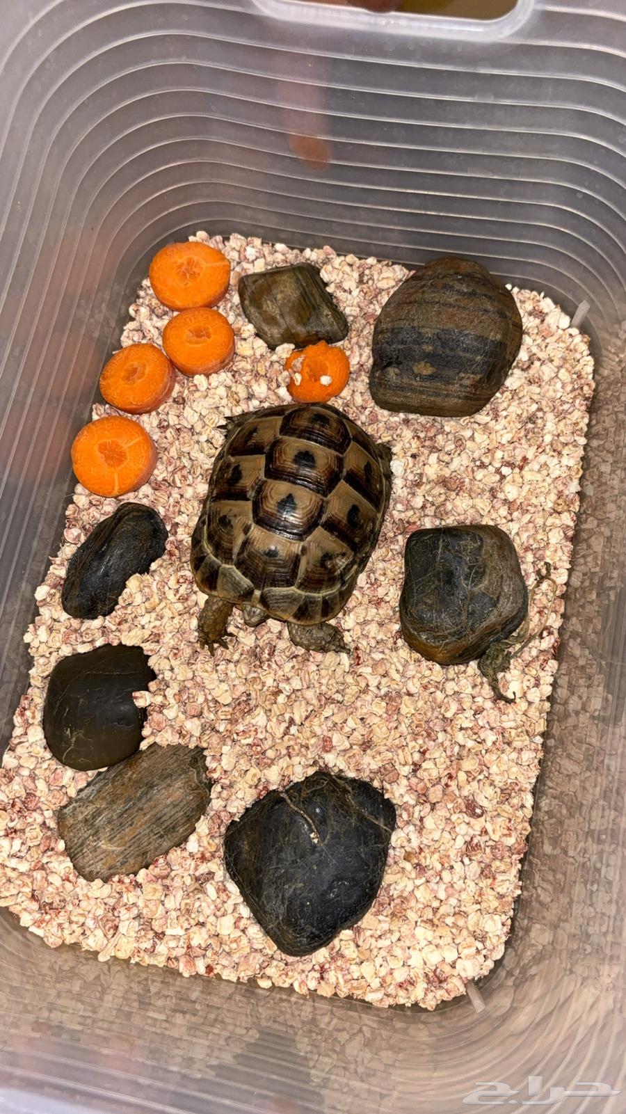 Turtle for sale64473022802306110
