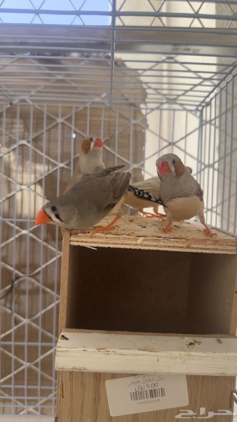 Productive Zebra Pair (Sold)64473429914497111