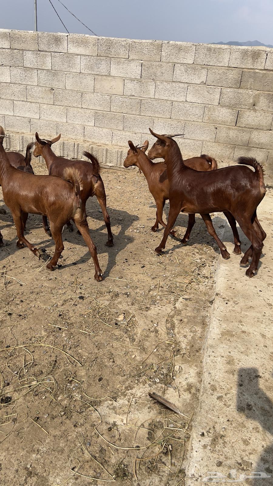 Jafar Dahm Number 10 (Sold)64478197168641113