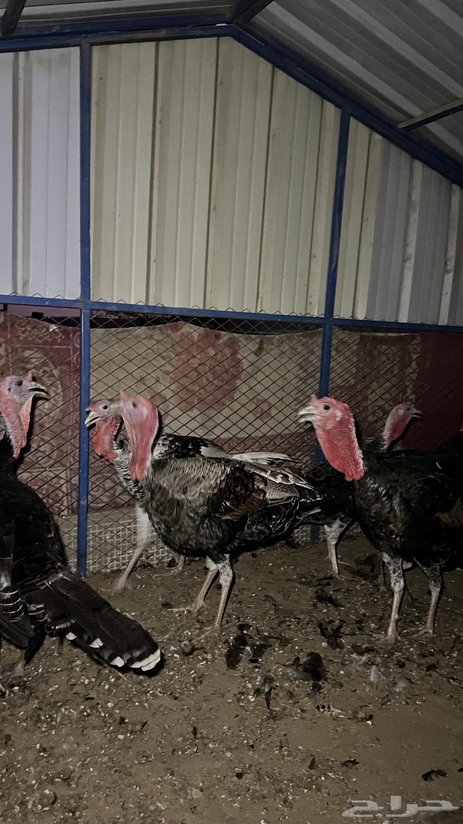 ديوك رومي (تم البيع)64477005452547110