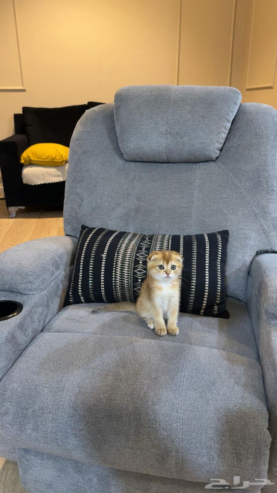 Scott Fold64472616916867110