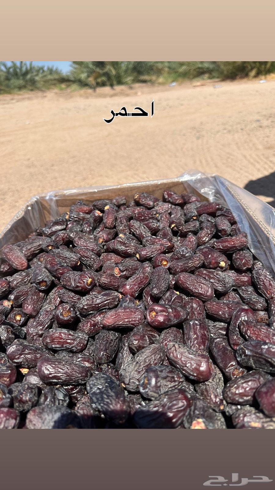 صفاوي للبيع جملة انتاج هذه السنة 1447 هجري64472352643585114