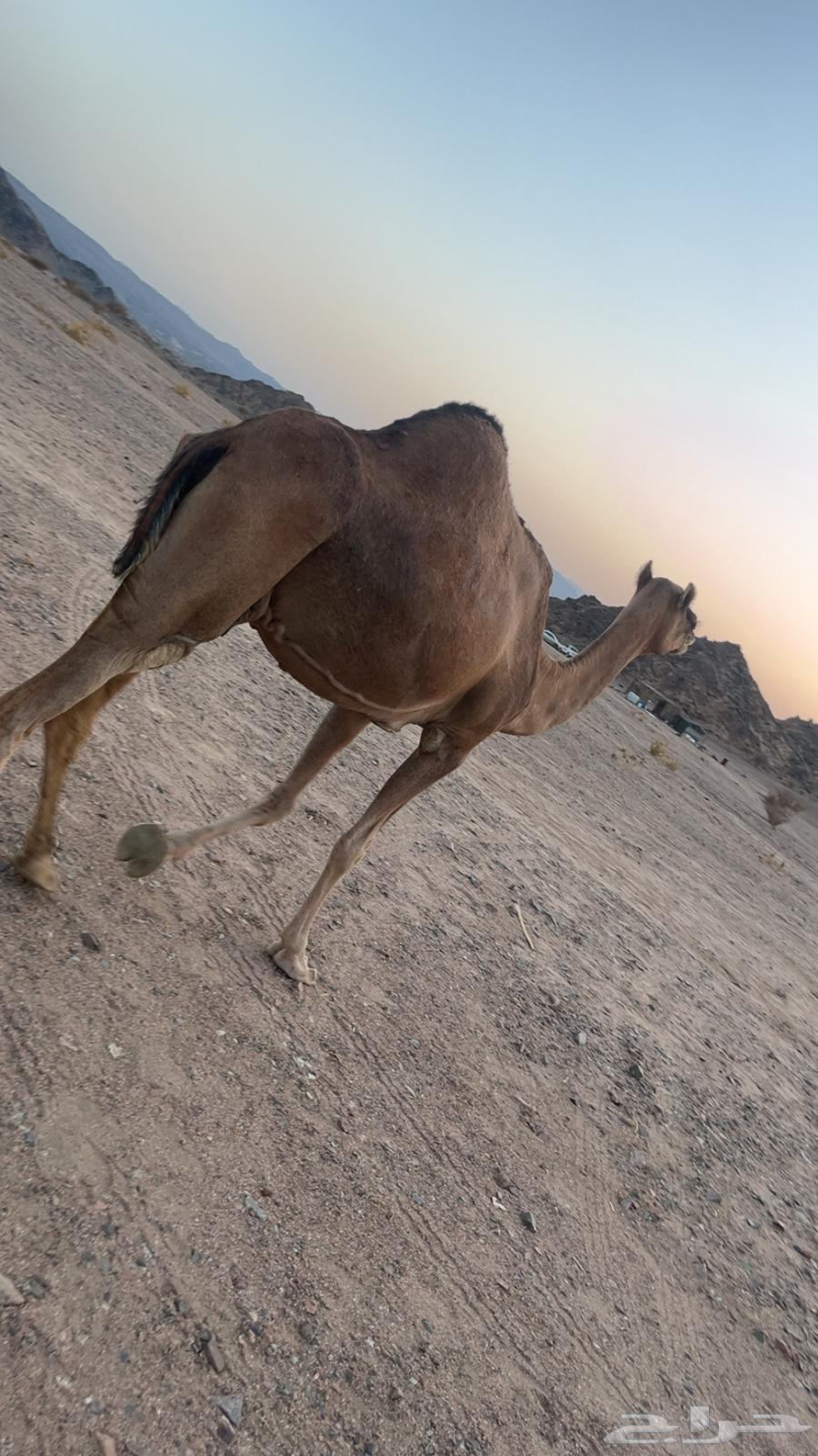 ام ثالث او ام رابع للبيع64473900743938111