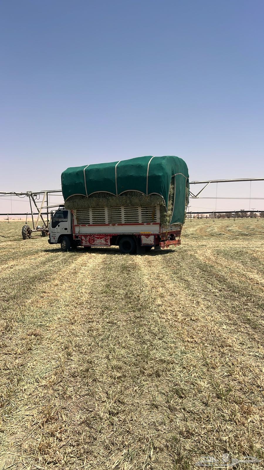 Rodes Safi Smooth64474075770882112