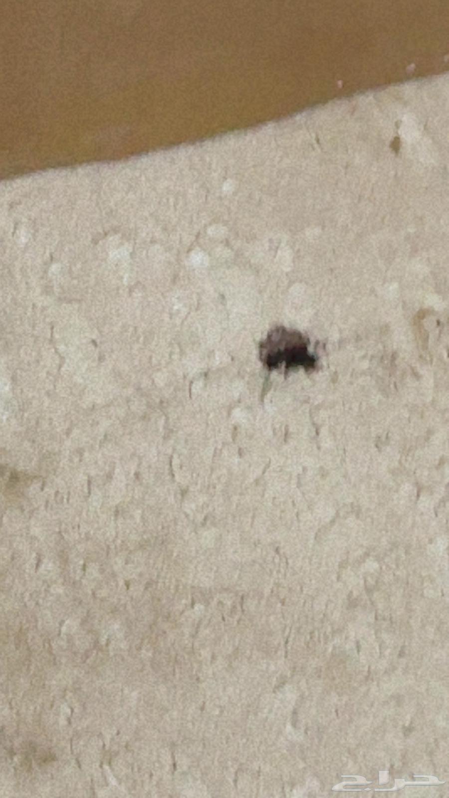 Clean carpet64472339276418111