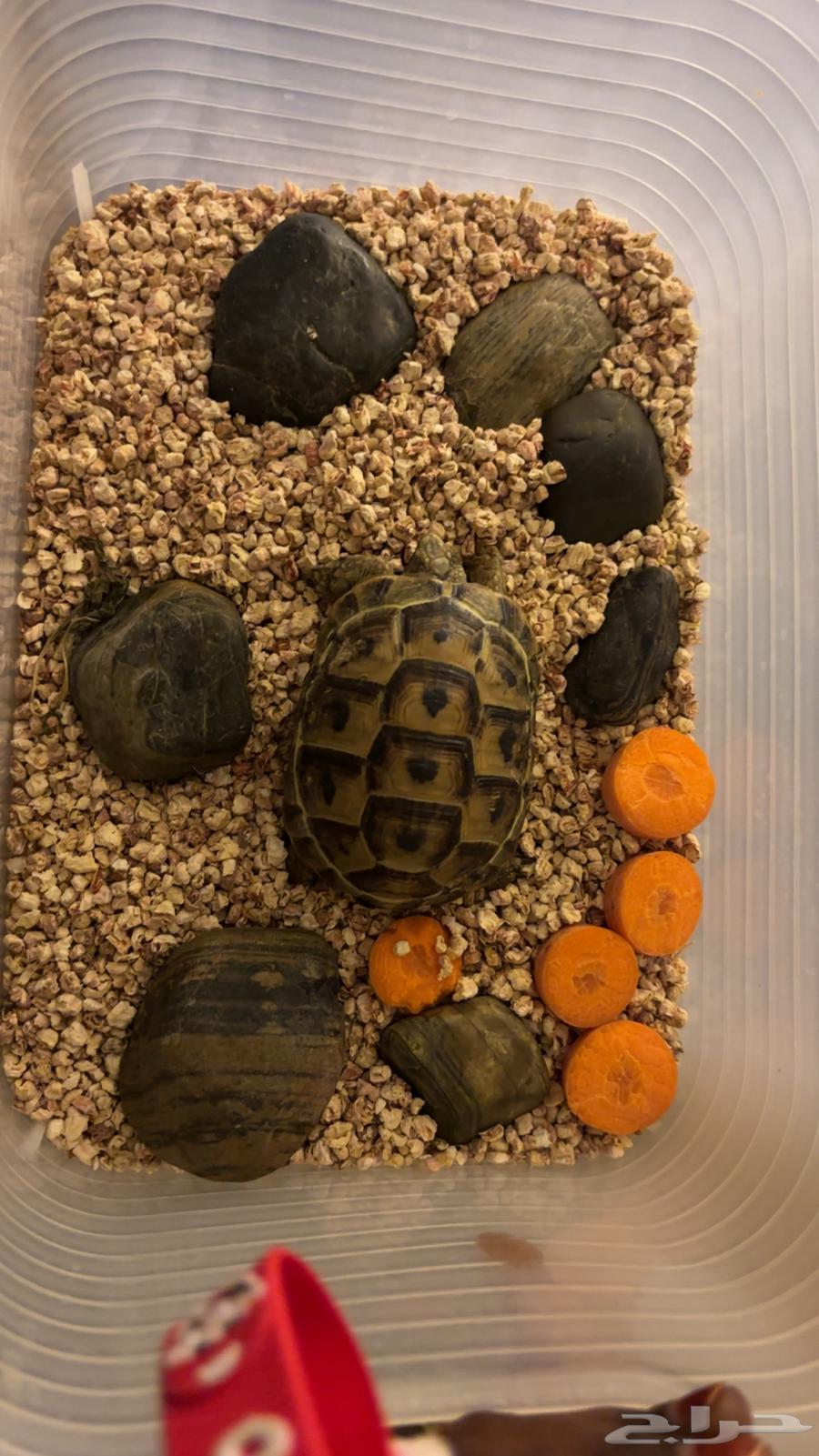 Turtle for sale64473022802306111