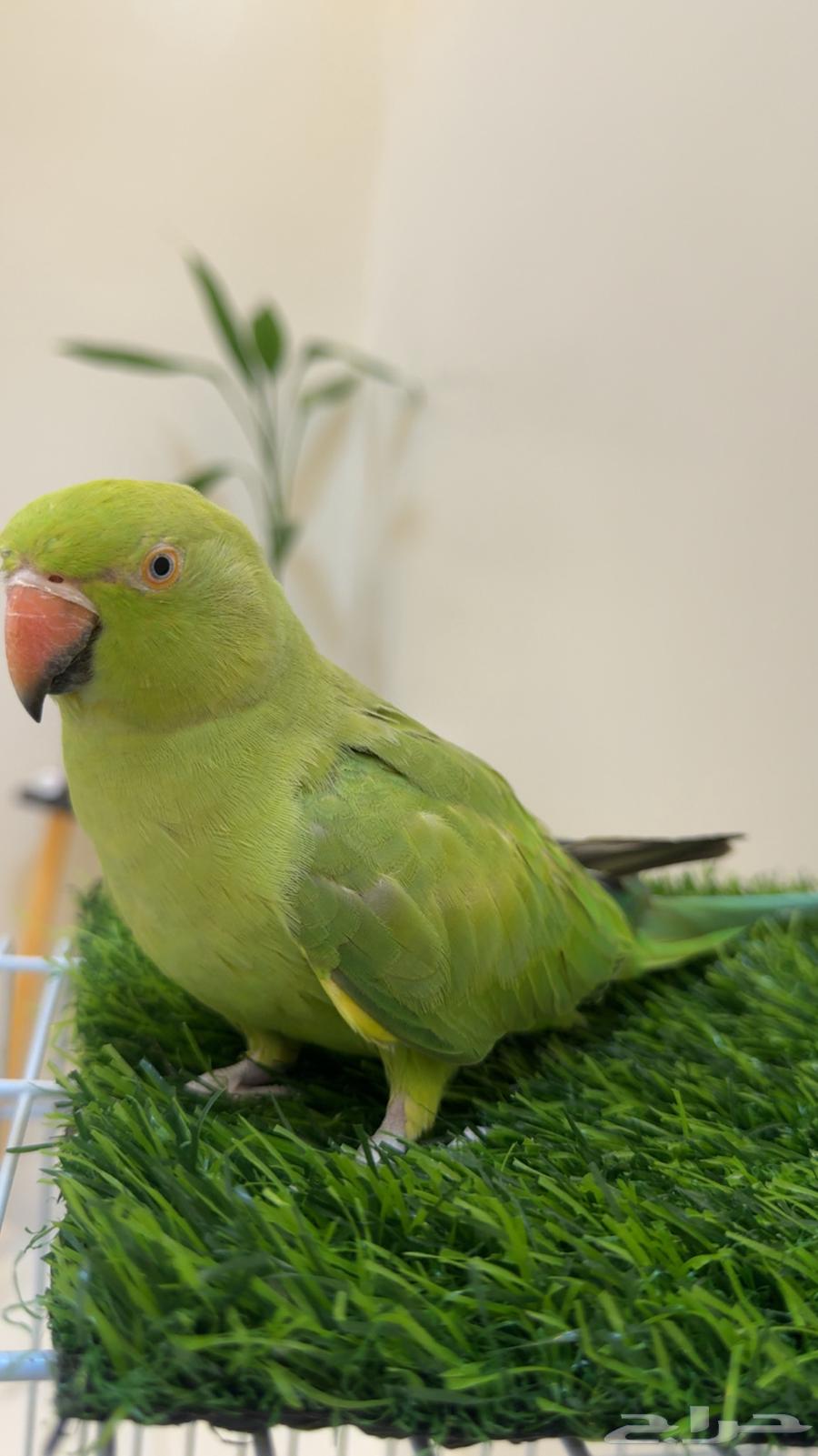 ببغاء دره هندي متكلم ( يوجد تابي وتمارا )64476392816387112