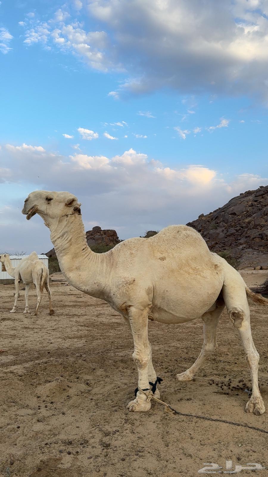 ابل للبيع64476420220417110