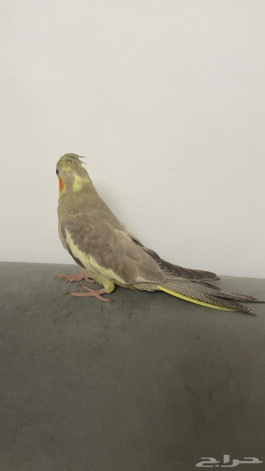 ببغاء كراون لاتينو64477213315714112