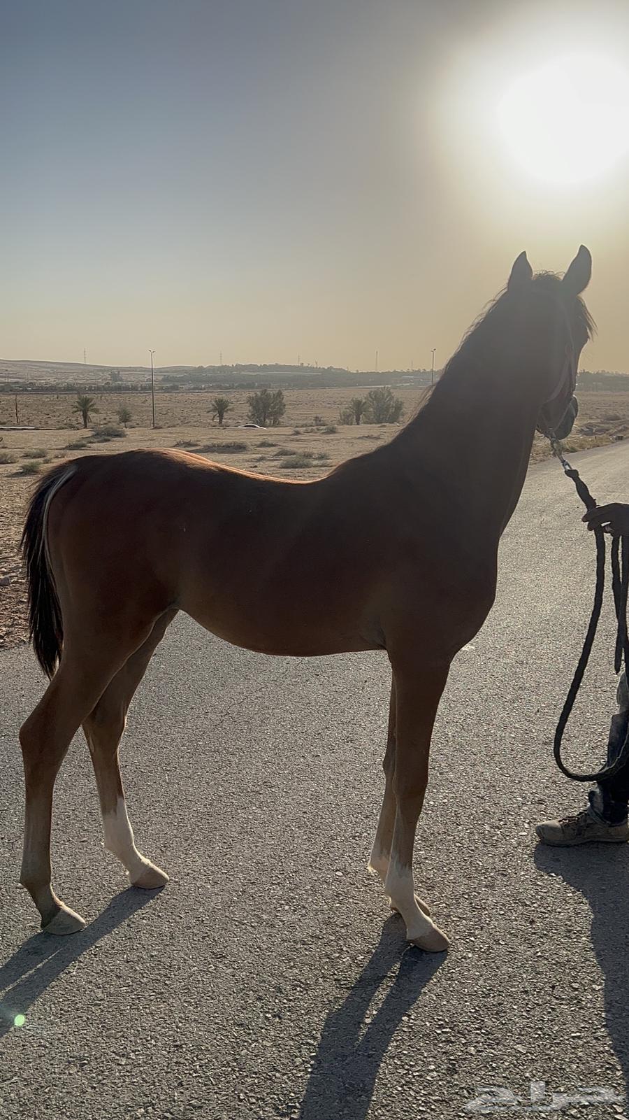 مهر واهو ابن حديدي الشقب64472754701571110