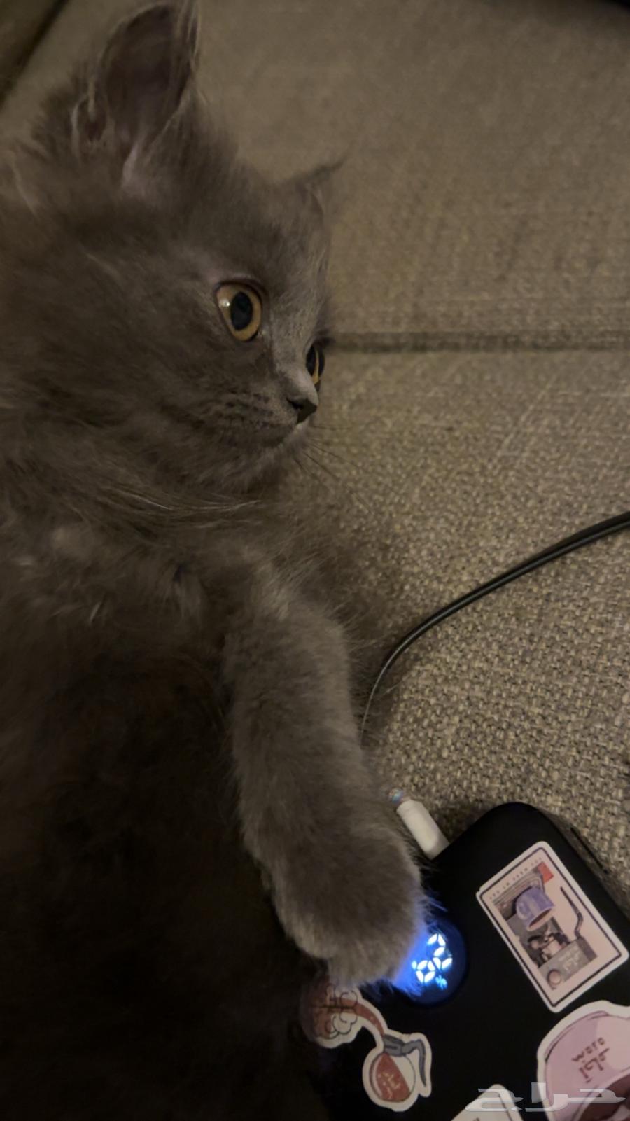 Scottish Fold64478512248194113