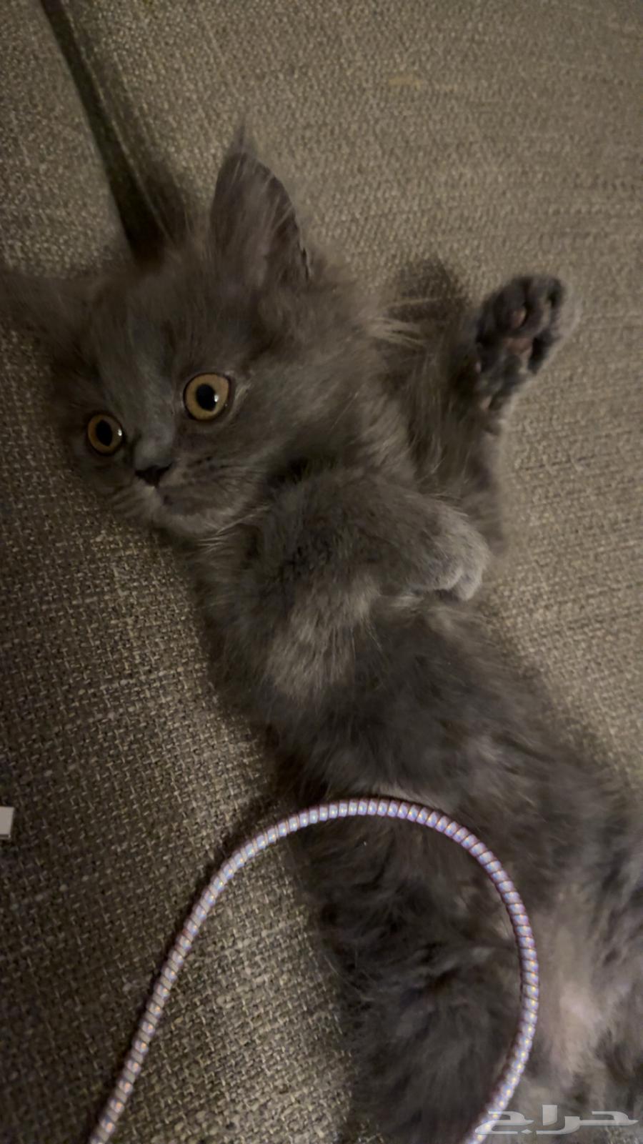 Scottish Fold64478512248194112