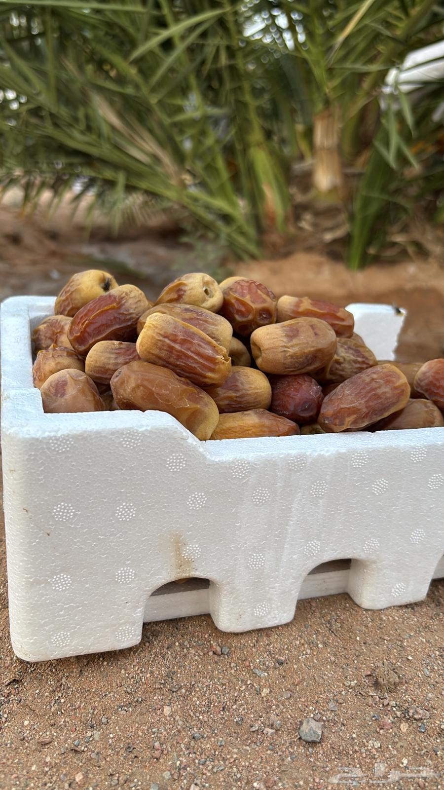 Sukkari and Aisha Dates from Aban64478553538433113