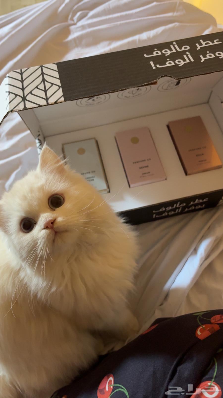 شيرازيه انثئ للبيع العمر سنه64475157113346111