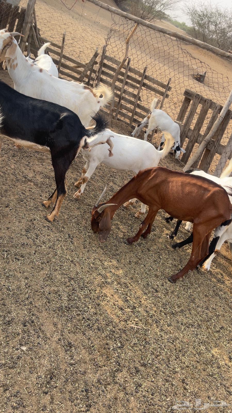 معزا للبيع64483232583681110