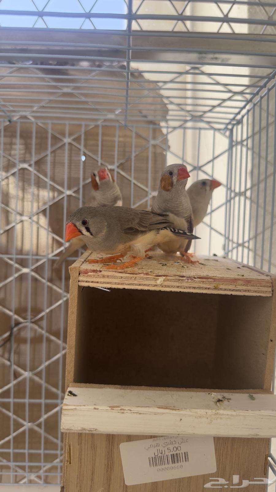 Productive Zebra Pair (Sold)64473429914497110