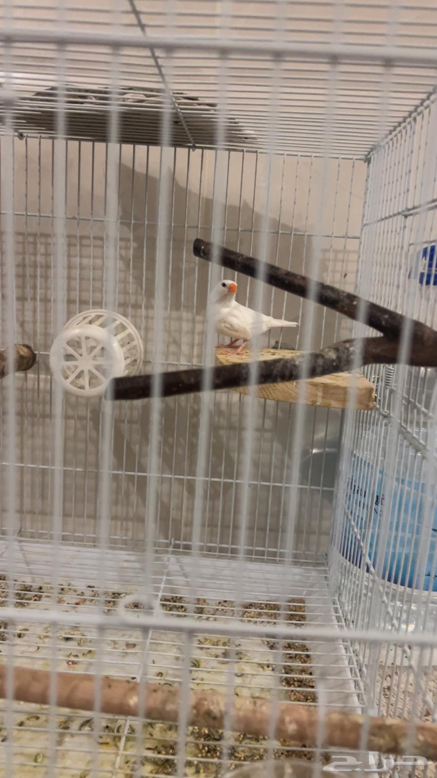 طيور للبيع64477102108547111