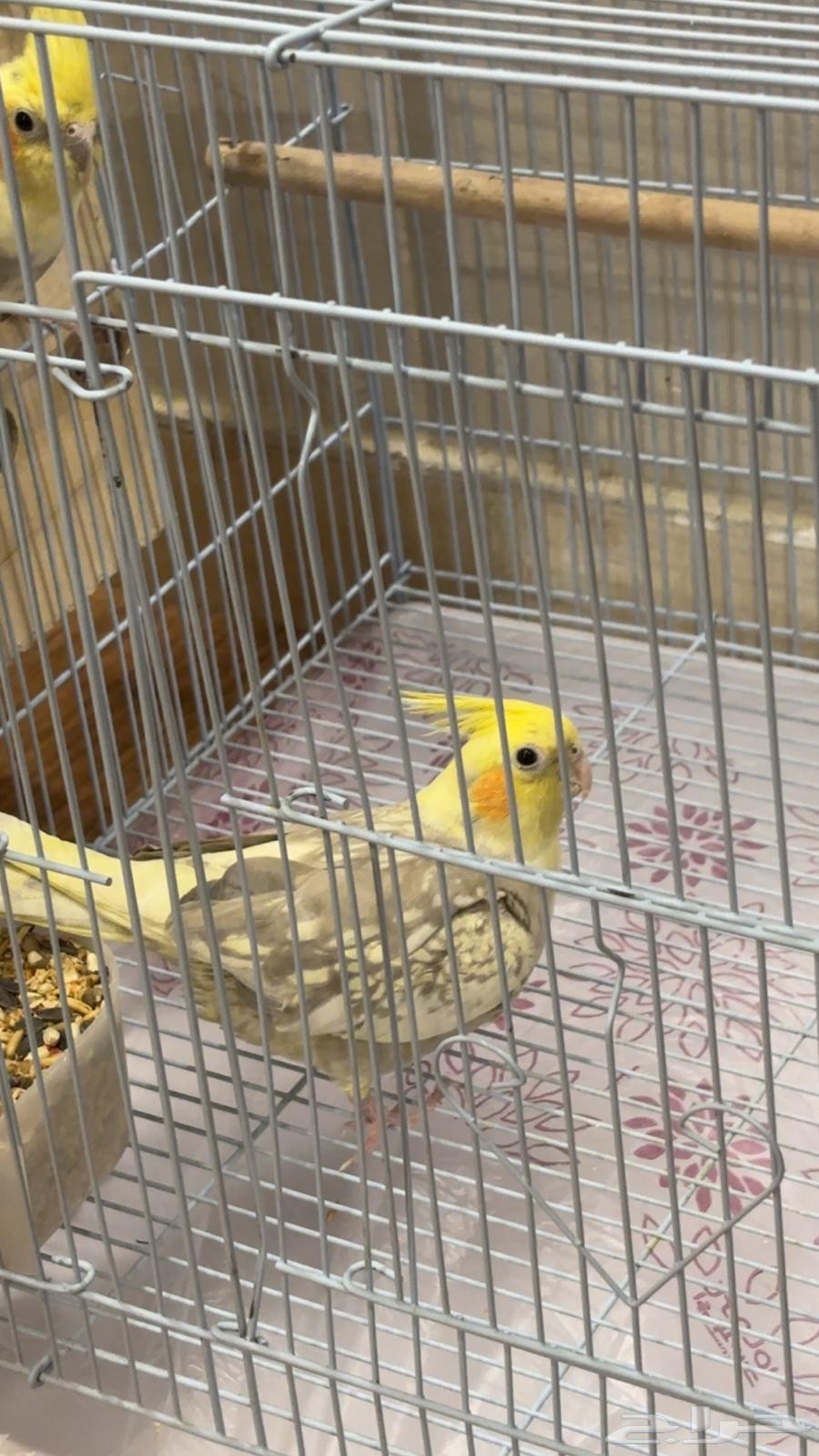 جوز كروان للبيع64477977184770110