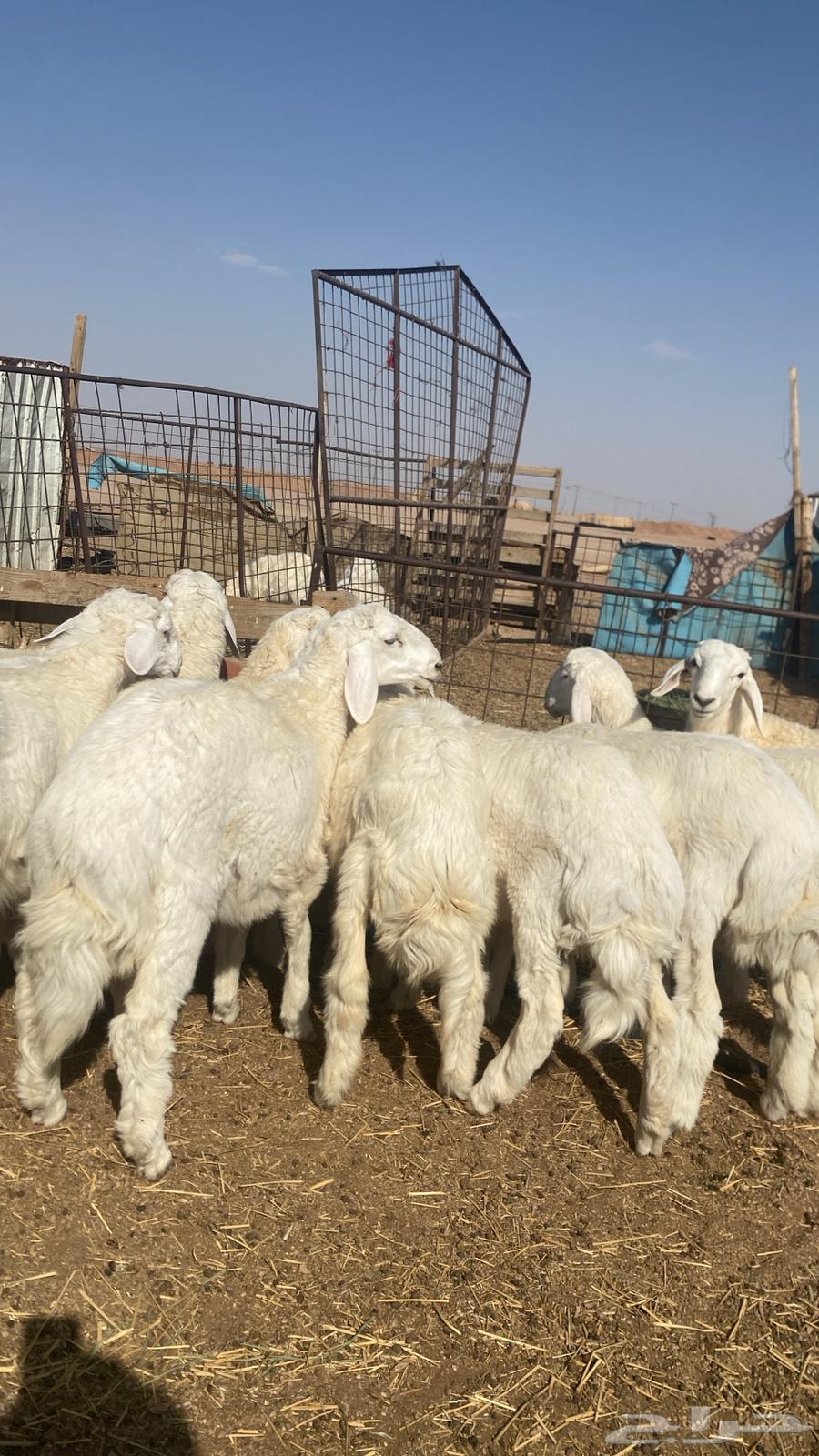 حري خرفان للبيع64475584507266112