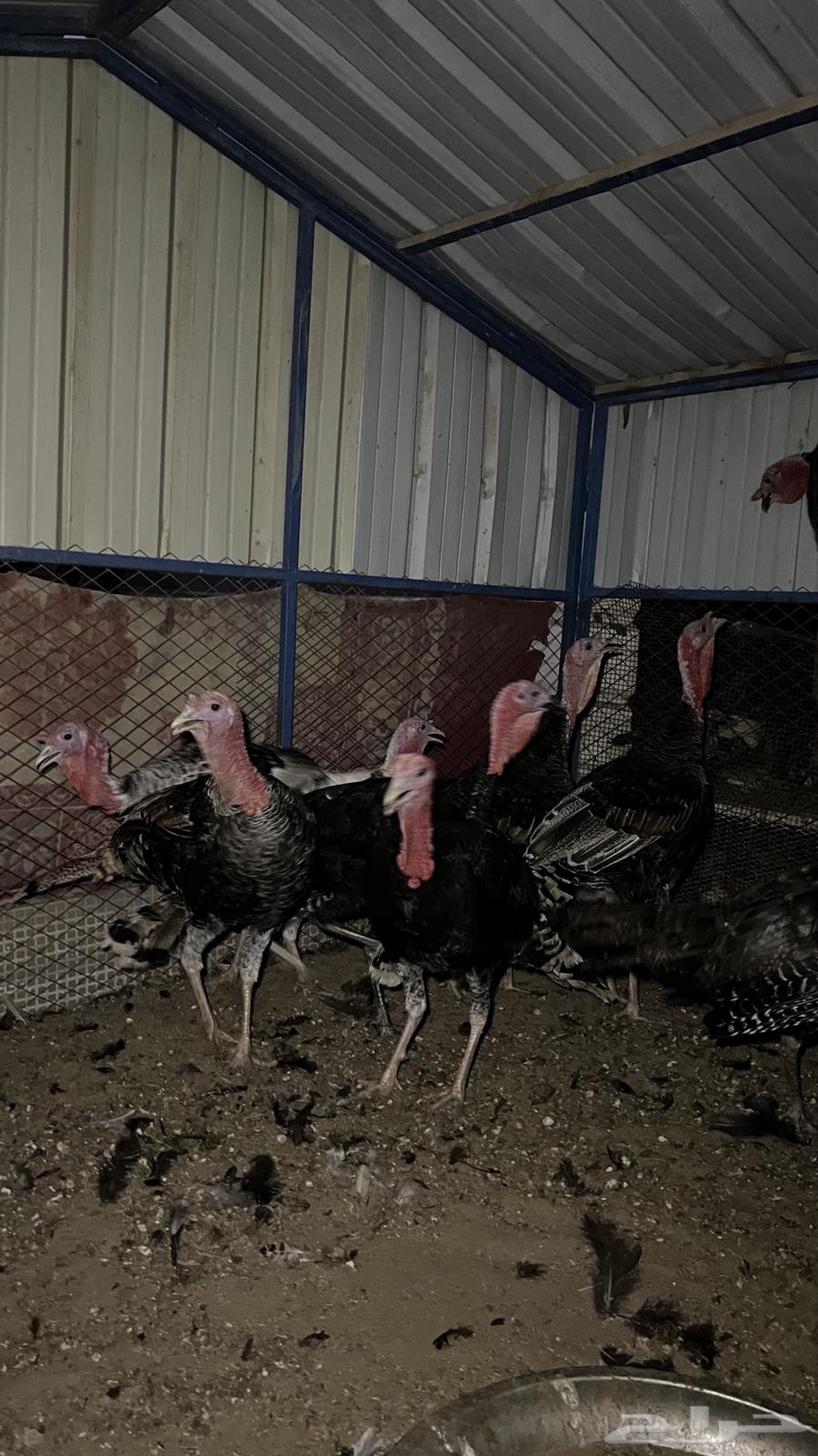 ديوك رومي (تم البيع)64477005452547111