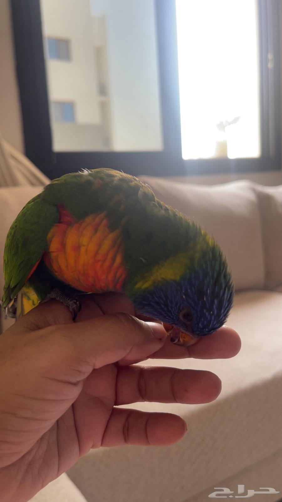 بغبغاء لوري للبيع64474444344835110