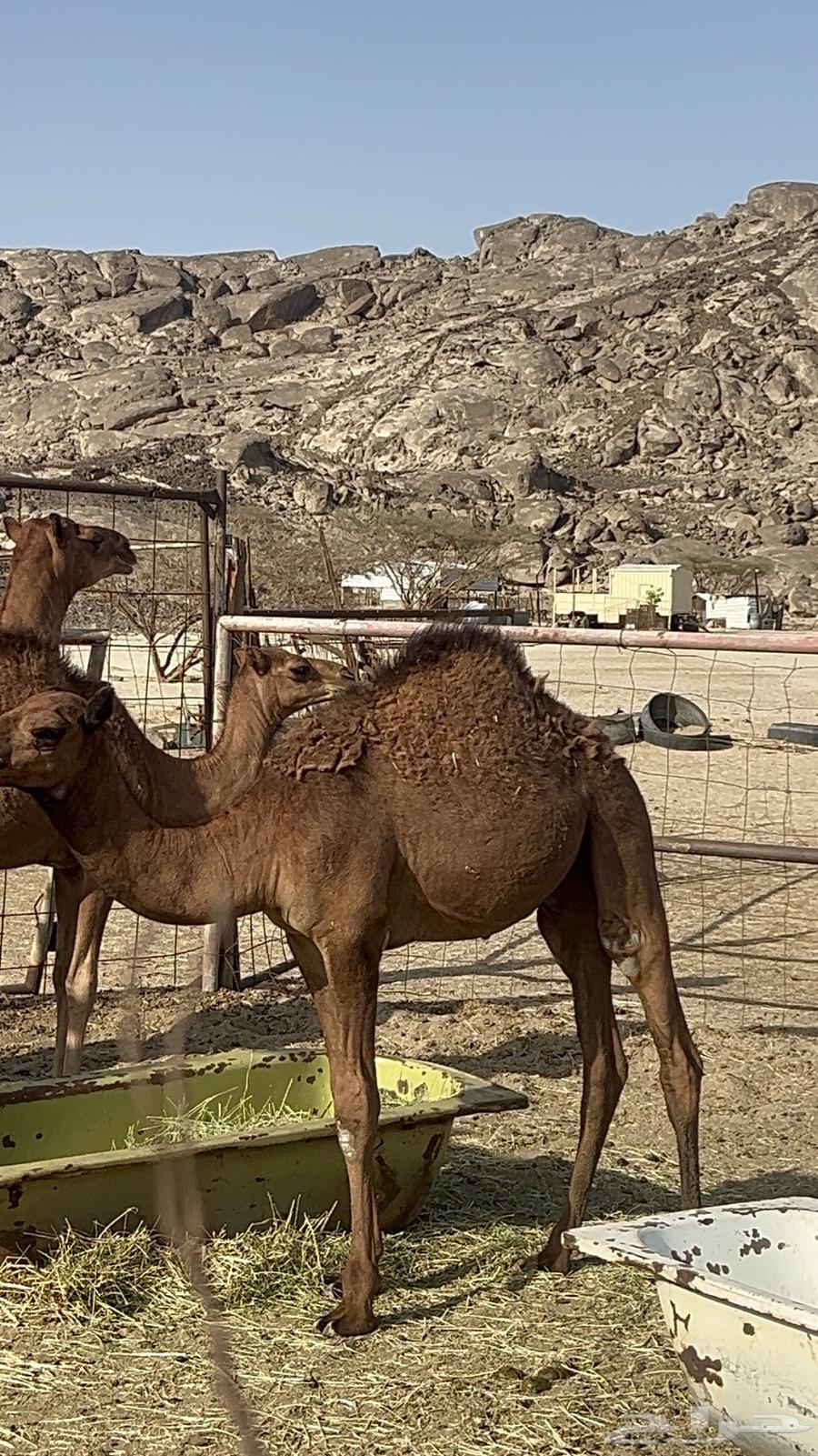 قعدان للبيع64476336821377111