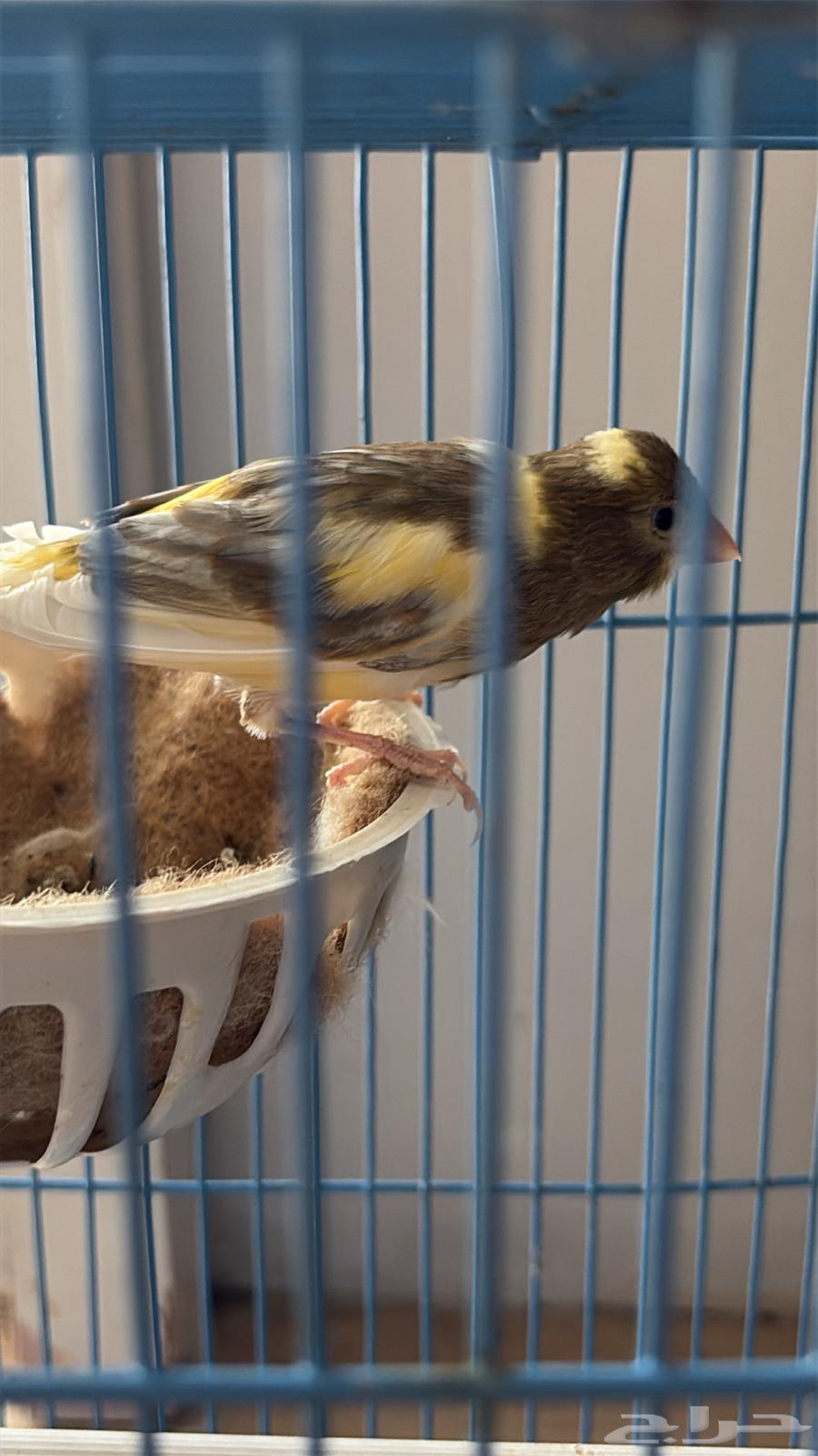 للبيع كناري تغريد64475280698115110