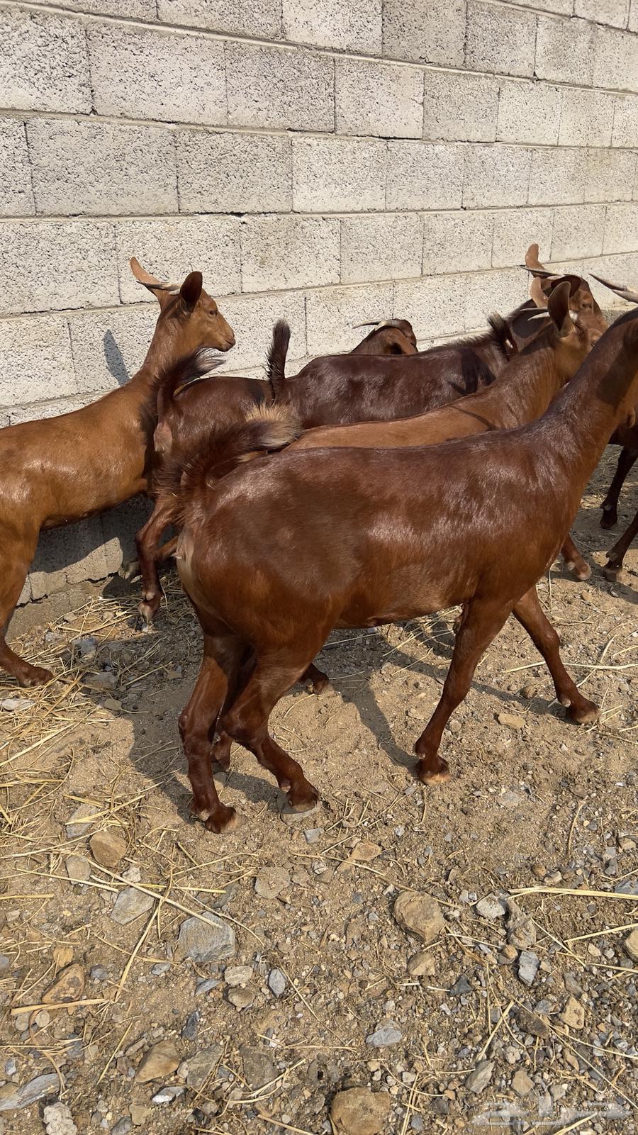 Jafar Dahm Number 10 (Sold)64478197168641111