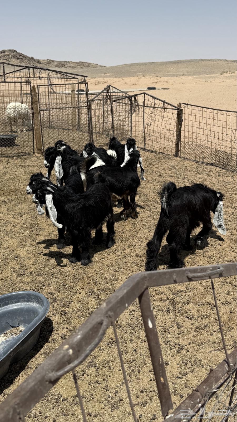 جفار عوارض للبيع64478141977603111