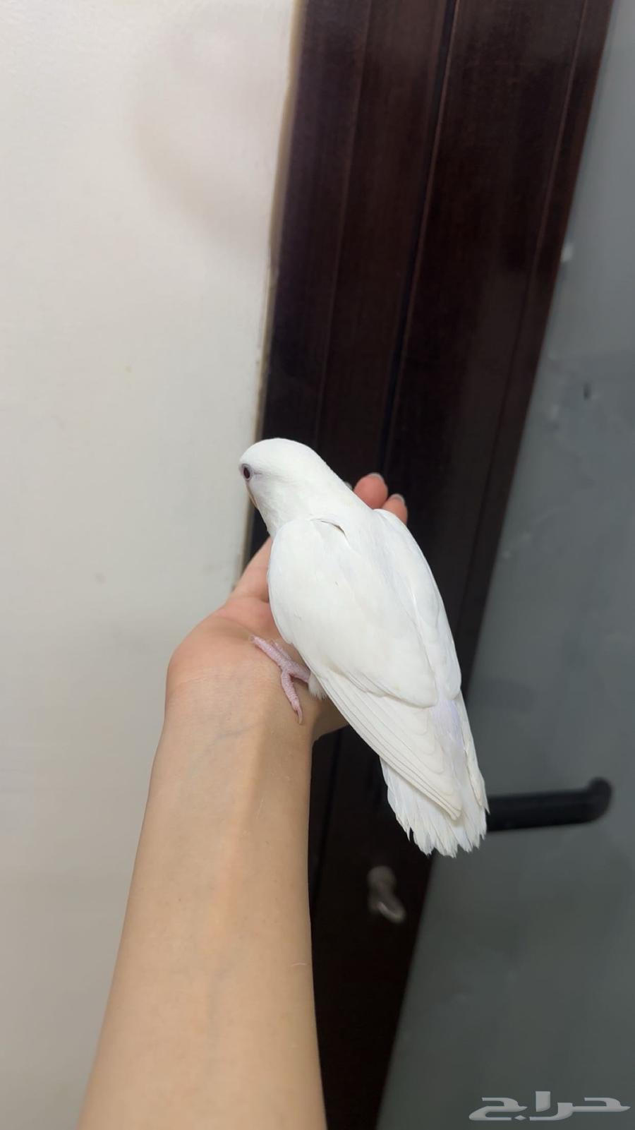 طيور روز مفطومه64474804562049111