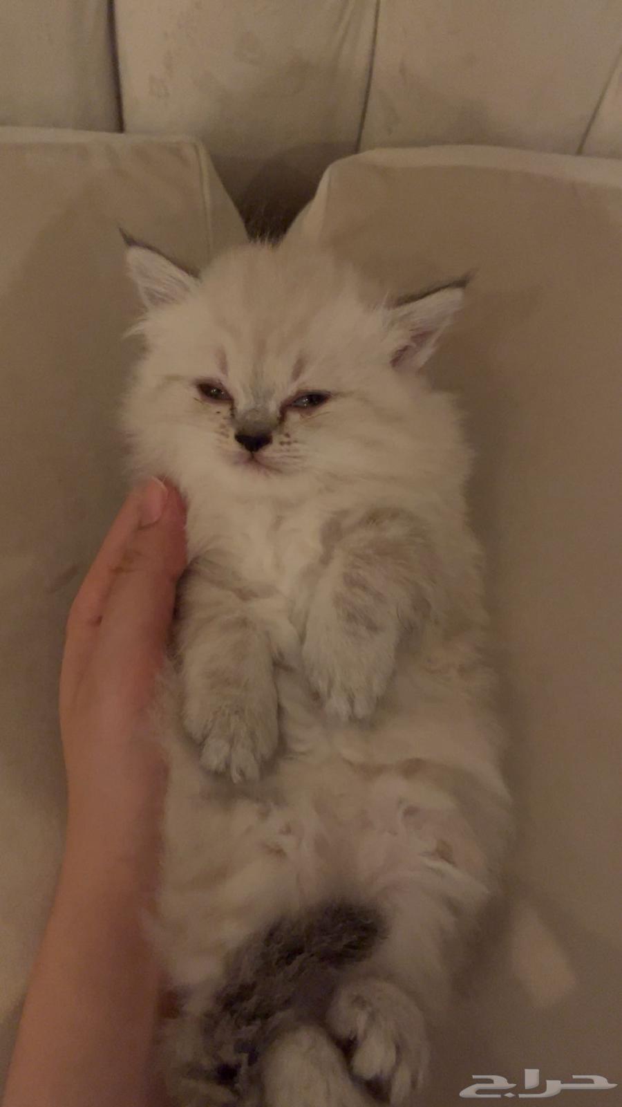 لبيع أنثى العمر شهر ونص 200ريال64478128540419111