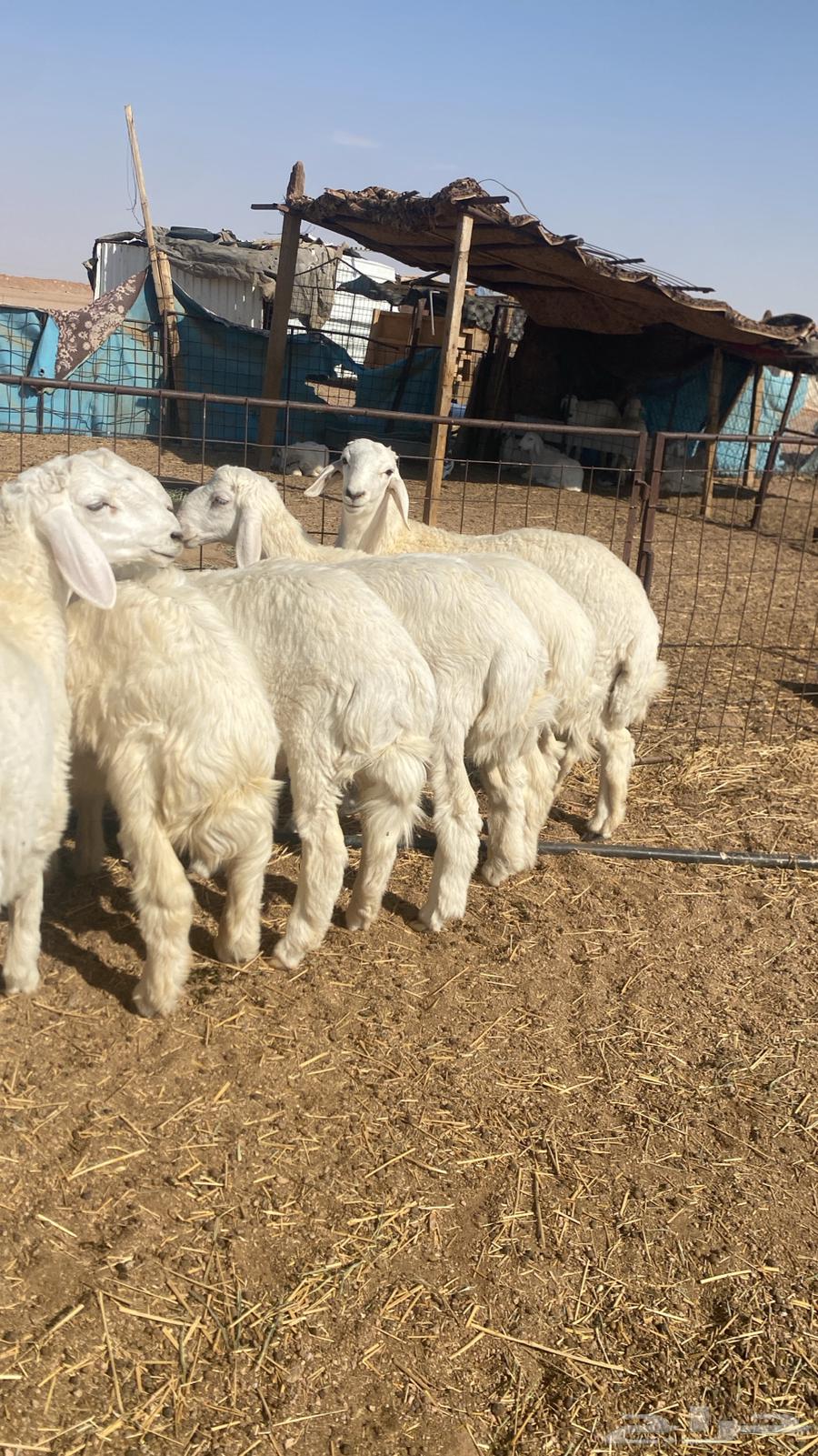 حري خرفان للبيع64475584507266111