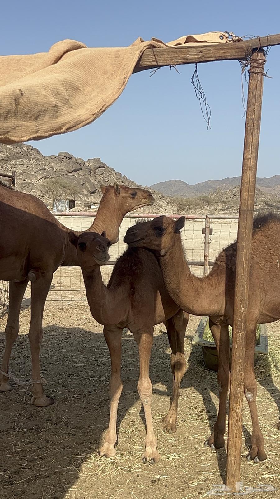 قعدان للبيع64476336821377112