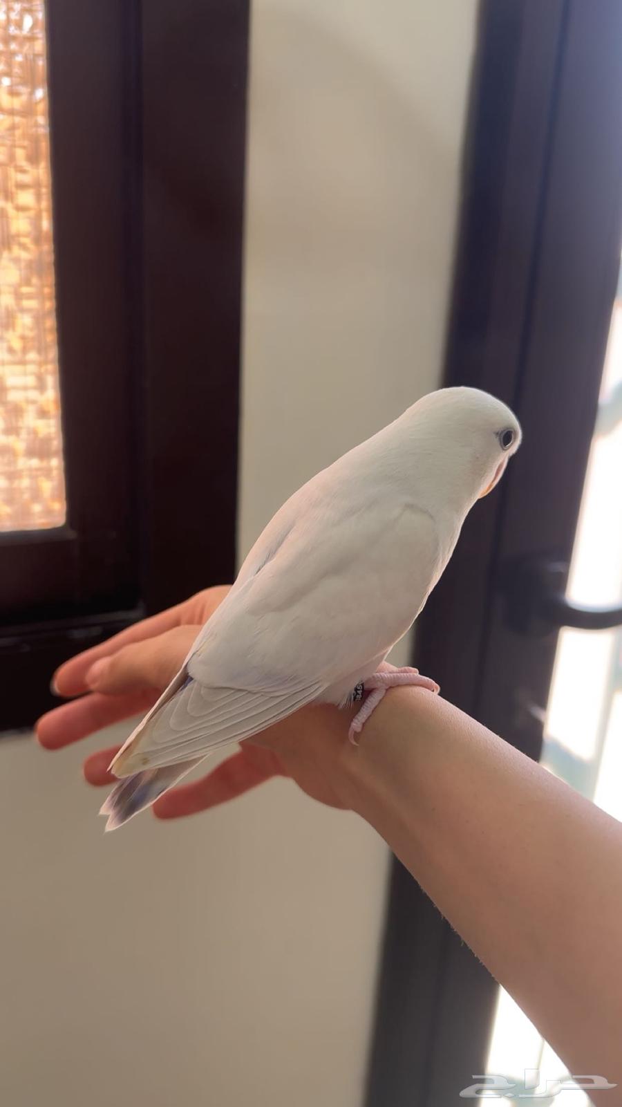 طيور روز مفطومه64474804562049113