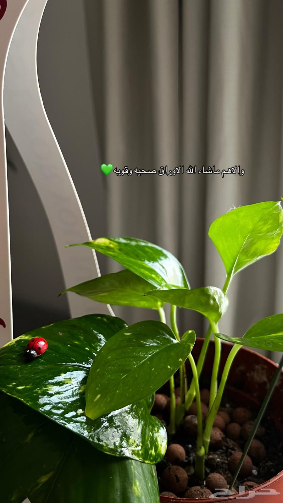 نباتات داخليه بوتس زاميا انتوريوم ساق البامبو64476935193091113