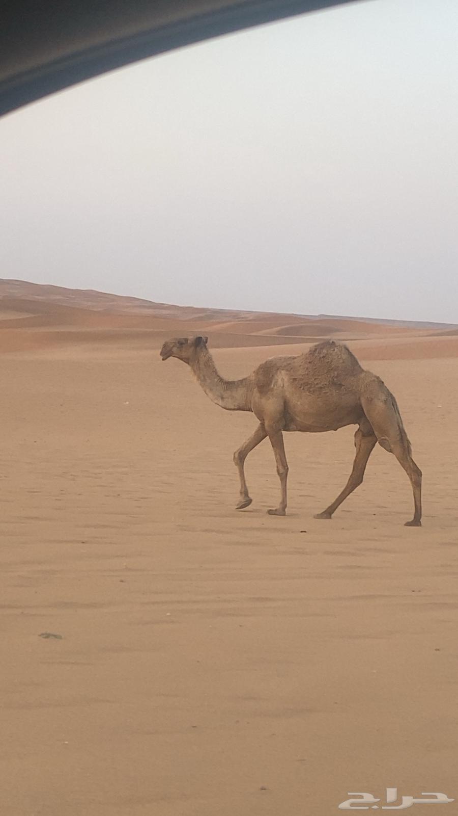 For sale, a red camel with good gait64465367412995114