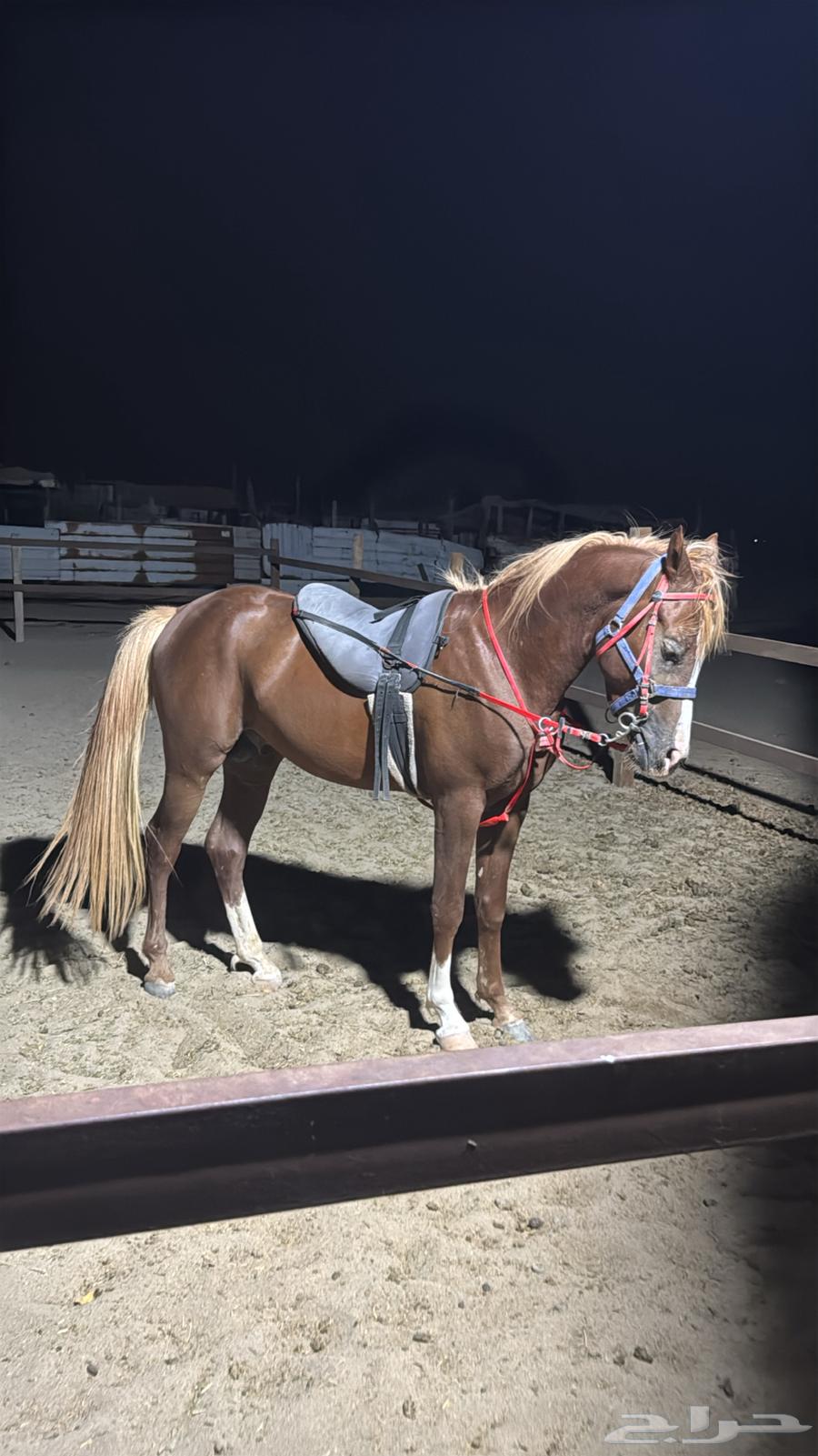 العمر سنتين وا ثمنيه شهور64479701728387111